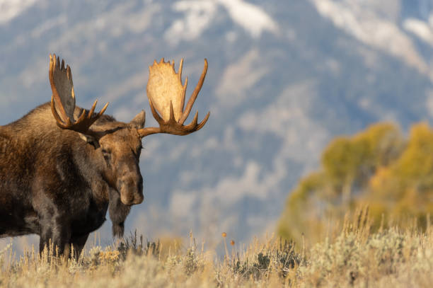 istock Bull Moose in Fall n Wyoming 1204832692