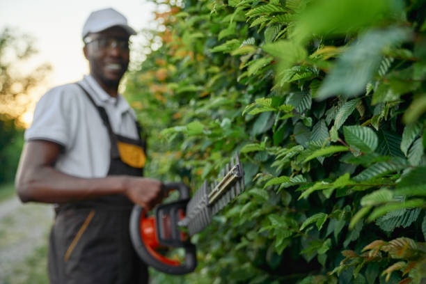 istock Handsome afro man in uniform trimming bushes with scissors 1204833067