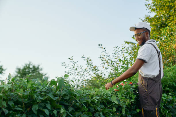 istock Side view of afro man cutting hedge with electronic trimmer 1204833255