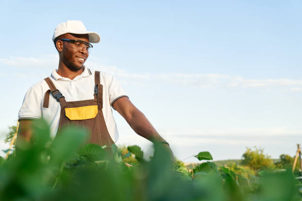 istock Cheerful afro american guy in uniform pruning green bushes 1204833820