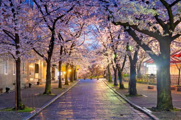 istock Kyoto, Japan in Spring 1204833876