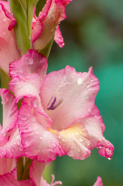 istock Pink gladiolus, raindrops on flower. Spring Garden with gladiolus. 1204834300