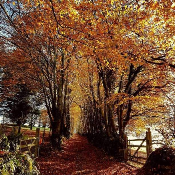 istock Avenue of Autumn Trees 1204836037