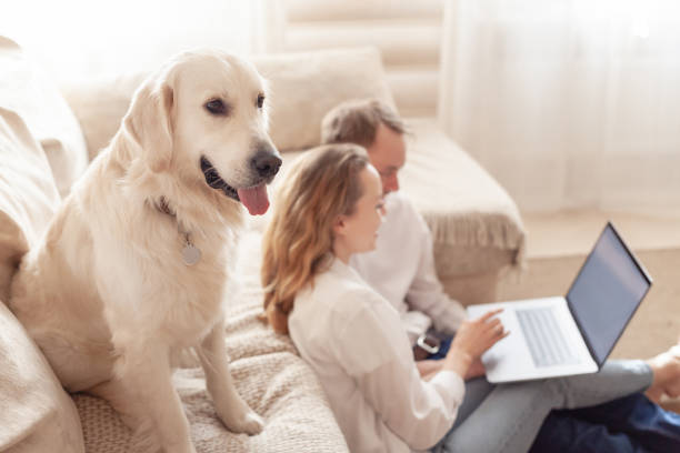 istock Young married couple using a laptop next to their beloved dog 1204836400