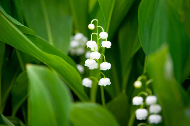 istock spring lily of the valley flower 1204837128