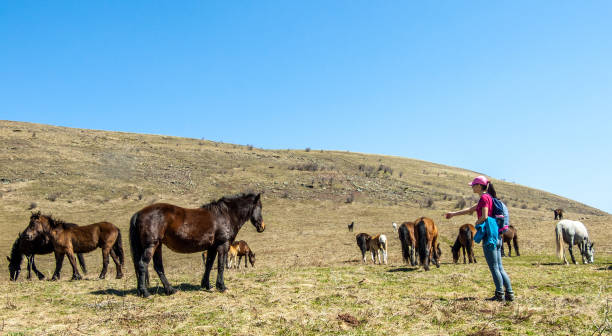 istock I always loved majestic horses 1204837598