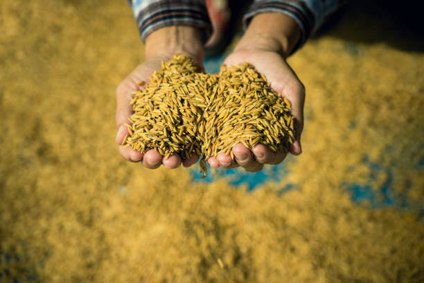 istock Farmer hold paddy in hands after harvest. 1204837665