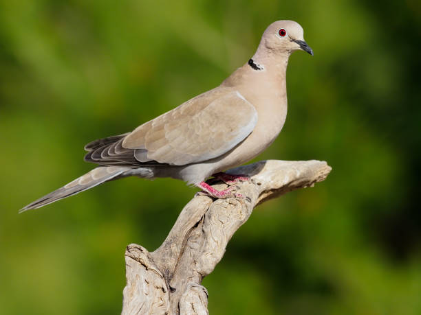 istock Collared dove, Streptopelia decaocto 1204837760