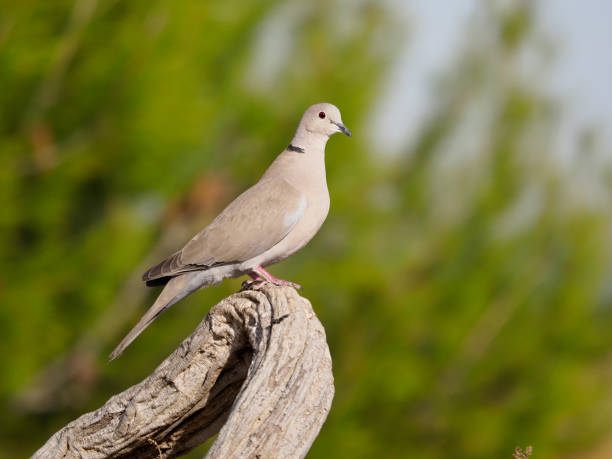 istock Collared dove, Streptopelia decaocto 1204837771