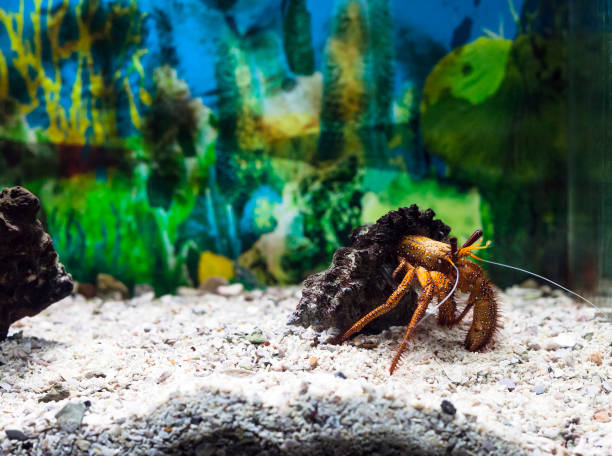 istock Hermit crab in shell. Dardanus megistos in aquarium 1204839509