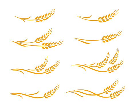 Hand drawn decorative wheat ears, oats, rye grain spikes with leaves icons set