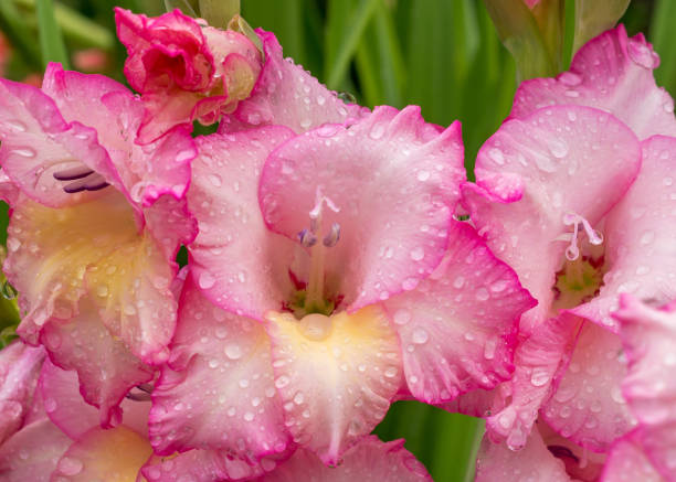 istock Pink gladiolus, raindrops on flower. Spring Garden with gladiolus. 1204840934