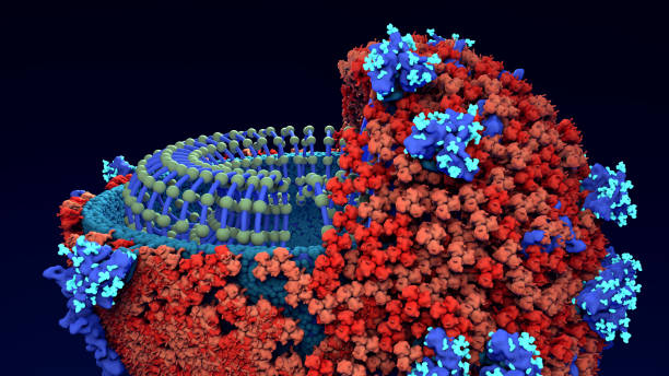 istock Inside look Virus, Coronavirus, respiratory virus, SARS, MERS Here the virus is sliced open to show its genetic material 1204841248