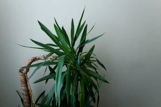 Yucca plant indoors in shady room
