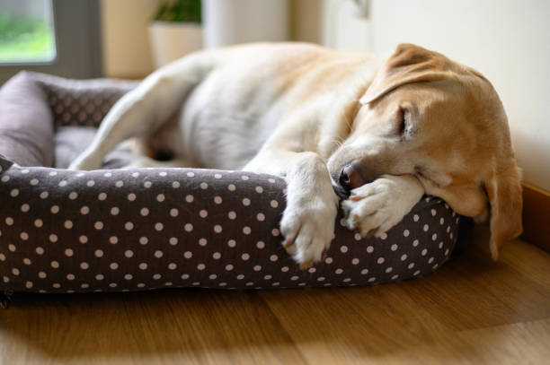 istock Yellow Labrador retriever sleeping in a couch. 1204847589