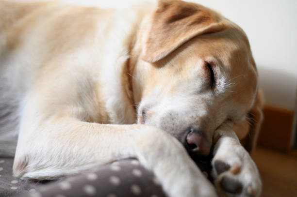 istock Yellow Labrador retriever sleeping in a couch. 1204847604