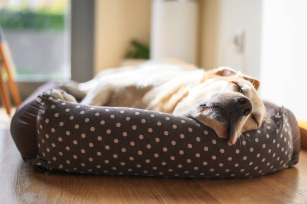 istock Yellow Labrador retriever sleeping in a couch. 1204847610