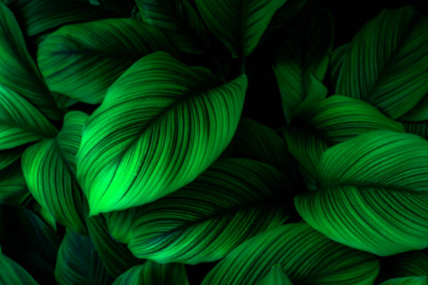 istock Close up, Spathiphyllum cannifolium leaf, abstract green texture, nature background, tropical leaf 1204847612