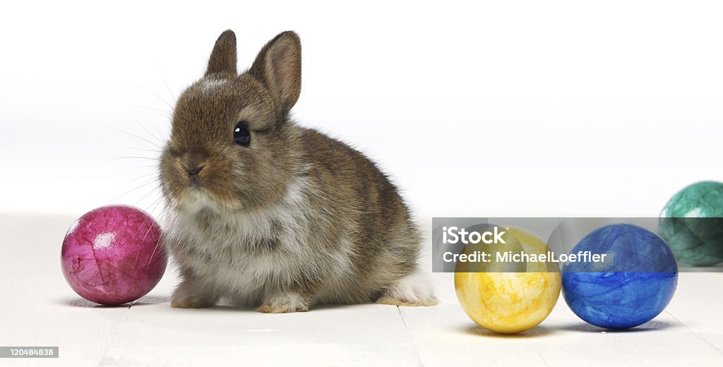 Easter bunny  Animal Stock Photo