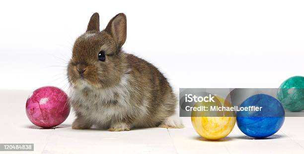Easter Bunny Stock Photo - Download Image Now - Animal, Boiled Egg, Color Image