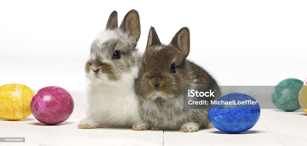 Lapin de Pâques - Photo de Faune libre de droits