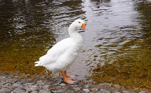 goose in the river at the Cahir Castle