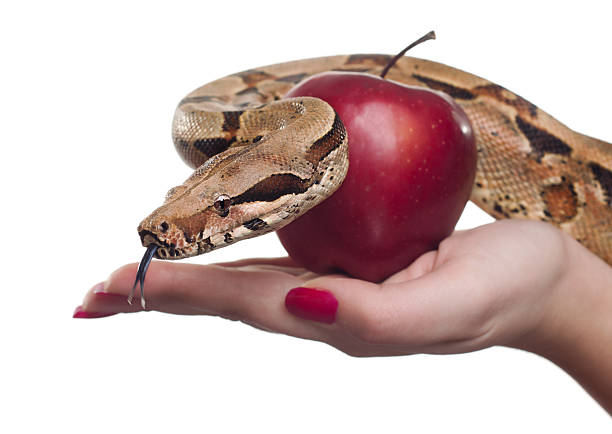 istock Hand holding an apple and snake representing temptation 120485208