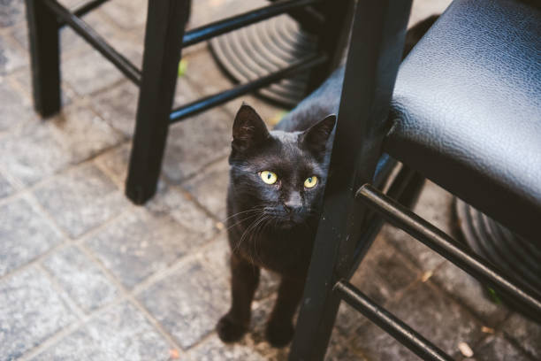 istock Black cat among chairs at the restaurant 1204855225