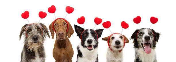 striscione cinque cani di gruppo cucciolo amore celebrando san valentino con un diadema a forma di cuore rosso. isolato su sfondo bianco. - dog group of animals clothing animal foto e immagini stock