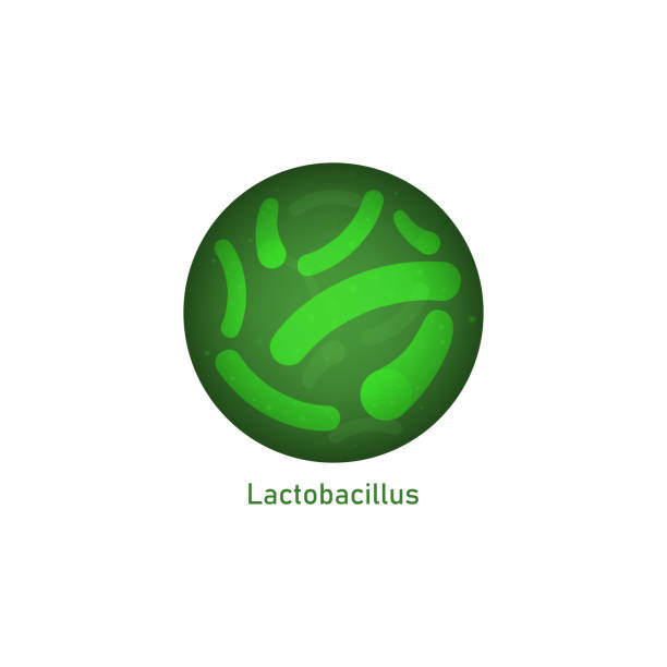 illustrations, cliparts, dessins animés et icônes de icône de lactobacillus - vue de microscope des bactéries probiotiques vertes à l’intérieur du cercle. - microscope view