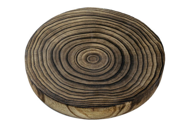 istock Tree pile. Oak stump log ring isolated on white background. Wood texture 1204858068