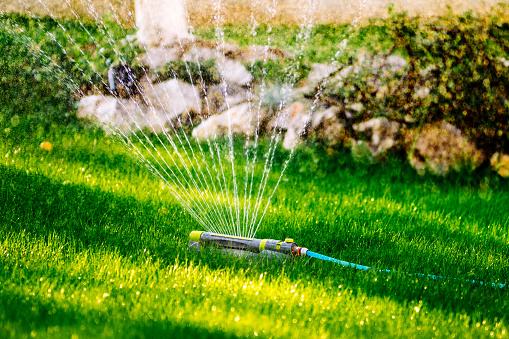 Garden irrigation in a backyard with lawn sprinkler system.