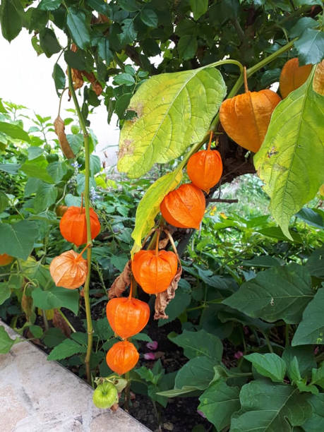 istock red fruits on a plant in summer 1204860198