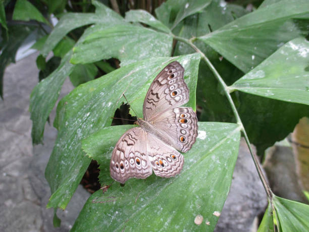 a butterly is sitting on a plant in the garden