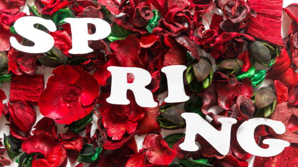 istock Floral spring flat lay background. Petals poses, floral visual, full bloom, vivid flowerscape, live wall, Flower letters, Multicolored flowers, thriving, teeming,spring time 1204862458