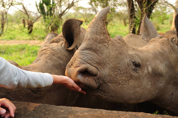 istock Close encounter between a rhinoceros and a human 1204862996