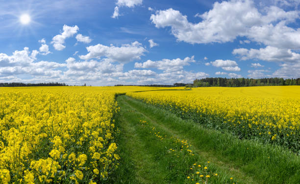 istock Meadow path through blooming rapeseed fields in the sunshine 1204863123