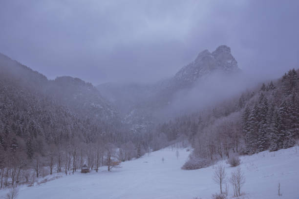 Pineta innevata sulle alpi