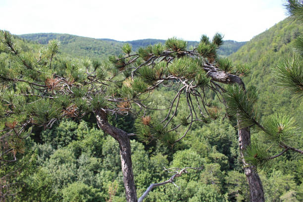 black pines in front of the picture