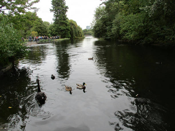 Duck nature wildlife