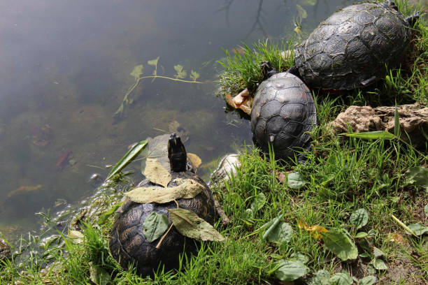 istock turtles together near a pond 1204863936