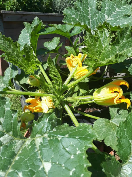 istock a zucchini plant in the garden 1204863997