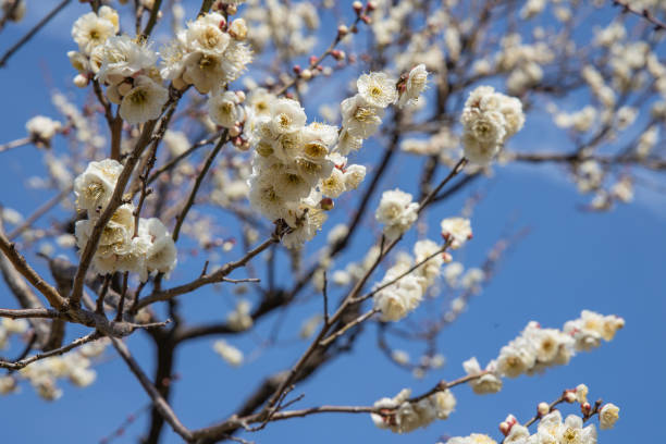 istock UME Plum as Armeniaca mume 1204864274