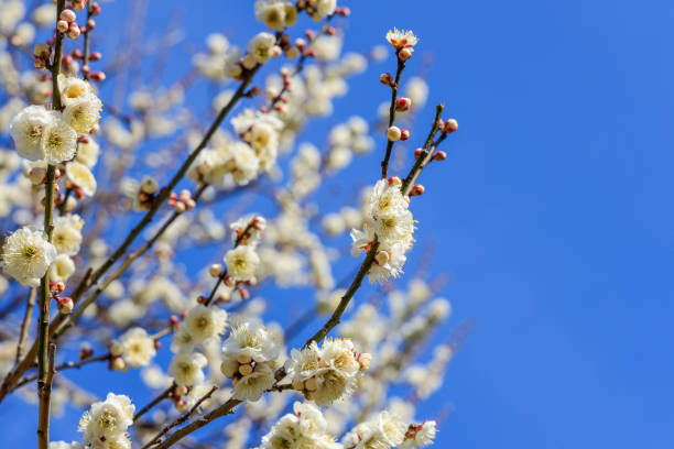 istock UME Plum as Armeniaca mume 1204864372