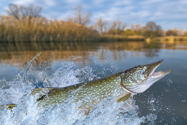 Fishing. Big pike fish jumping with splashing in water
