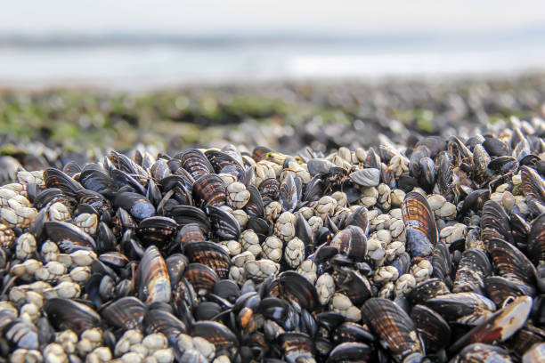 Mussels exposed during low tide in Encinitas California stock photo