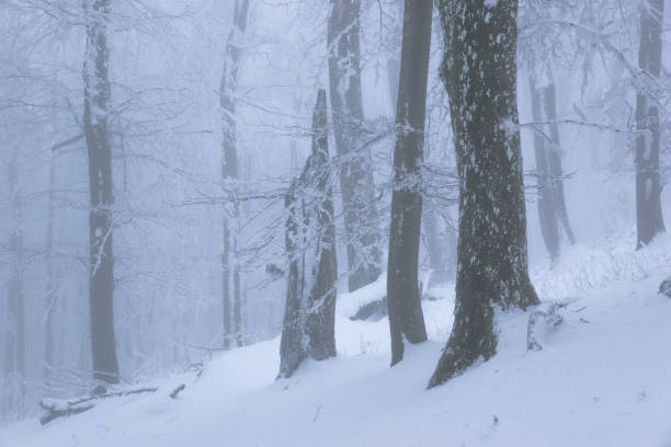 istock Winter foggy oak forest 1204868299