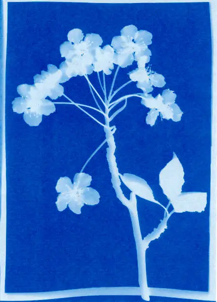 Cyanotype print of higan cherry blossoms, Prunus subhirtella.