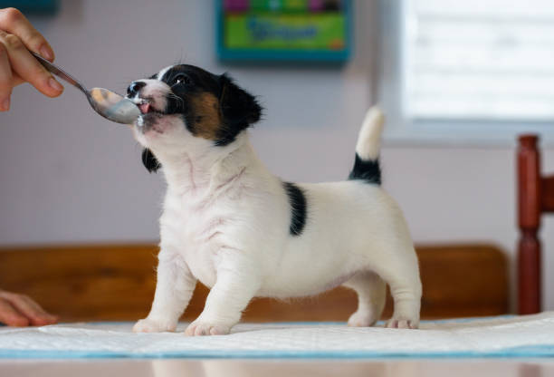 istock Dog puppies Jack Russell terrier right after birth. Small dogs. 1204869310