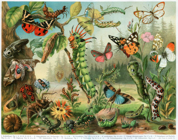Different insects bugs and butterflies from all around the worldOriginal edition from my own archives